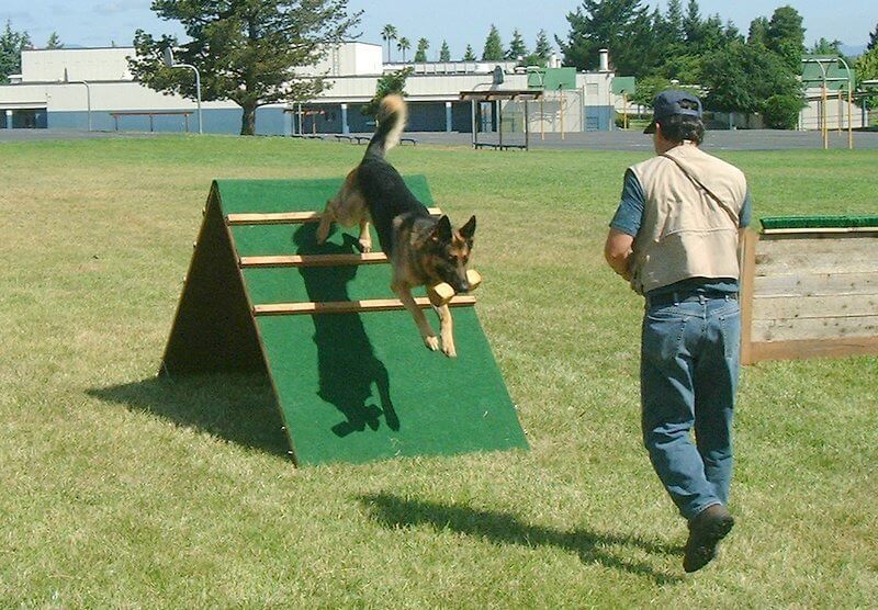 german shephered dog training