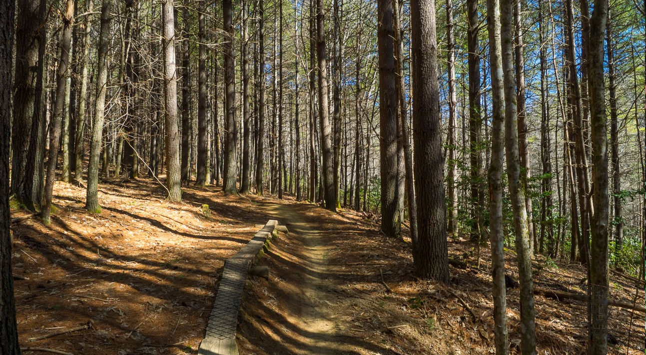 Dupont State Forest, North Carolina