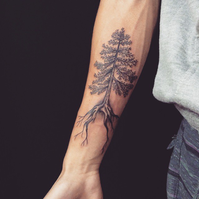 Pine with Roots
