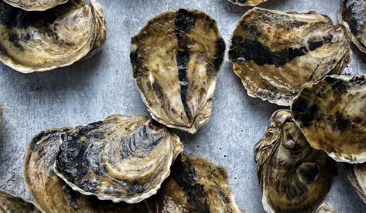 wellfleet royale oysters