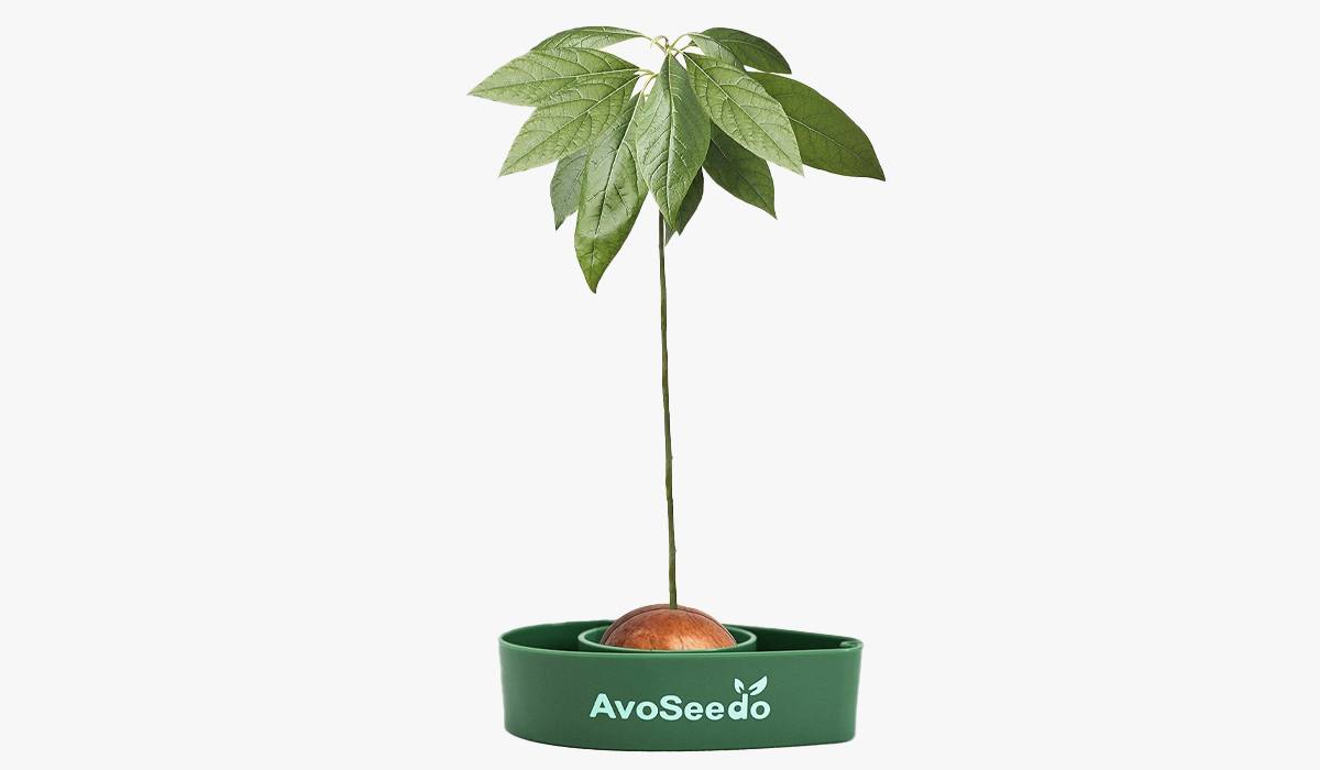 avoseedo avocado tree growing kit, among cool and earthy gifts for women
